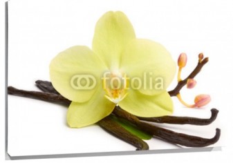 Lienzo Vainilla y orquidea